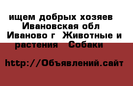 ищем добрых хозяев - Ивановская обл., Иваново г. Животные и растения » Собаки   